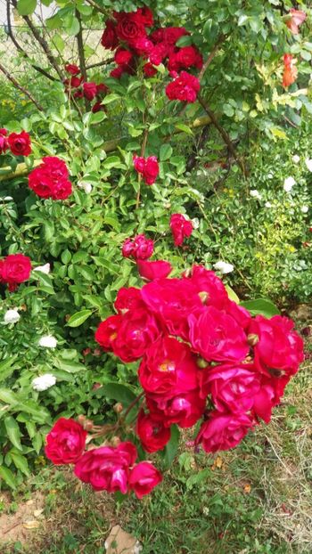 anul 2018 811 - Gradina 2018