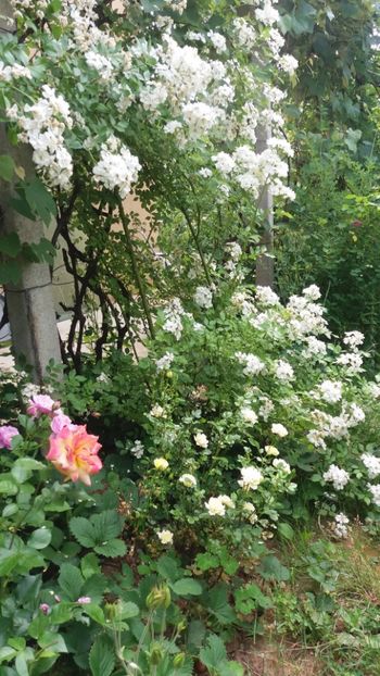 anul 2018 816 - Gradina 2018