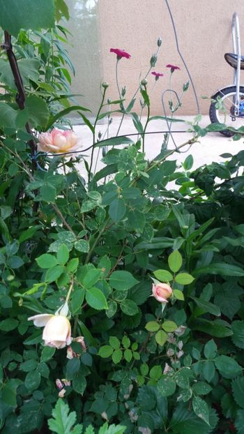 anul 2018 817 - Gradina 2018