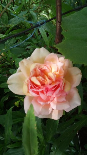 anul 2018 819 - Gradina 2018