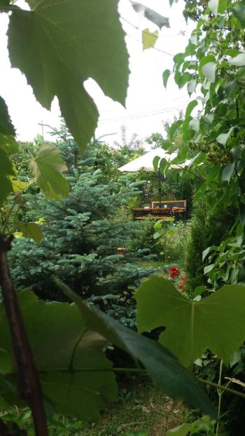 anul 2018 822 - Gradina 2018