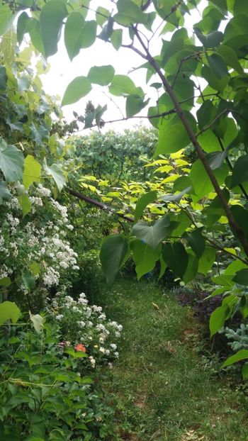 anul 2018 823 - Gradina 2018