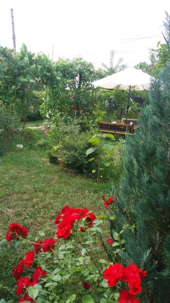 anul 2018 824 - Gradina 2018