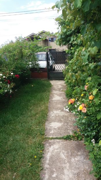 anul 2018 825 - Gradina 2018