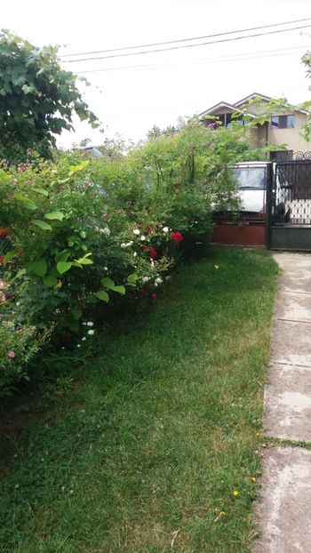 anul 2018 826 - Gradina 2018