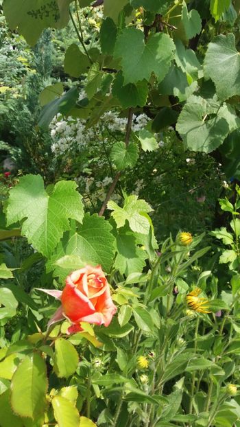 anul 2018 828 - Gradina 2018