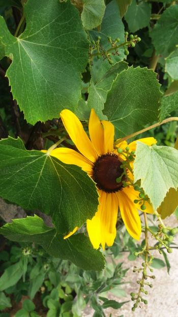 anul 2018 831 - Gradina 2018