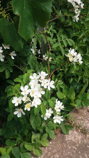 anul 2018 832 - Gradina 2018