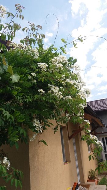 anul 2018 833 - Gradina 2018