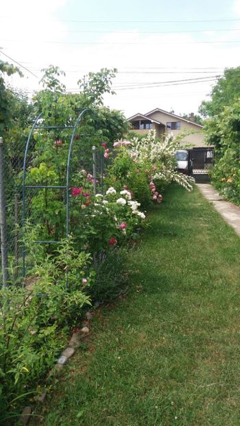 anul 2018 834 - Gradina 2018