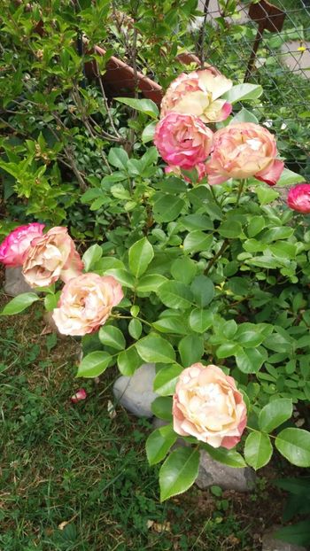 anul 2018 835 - Gradina 2018