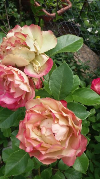 anul 2018 836 - Gradina 2018