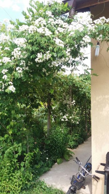 anul 2018 837 - Gradina 2018