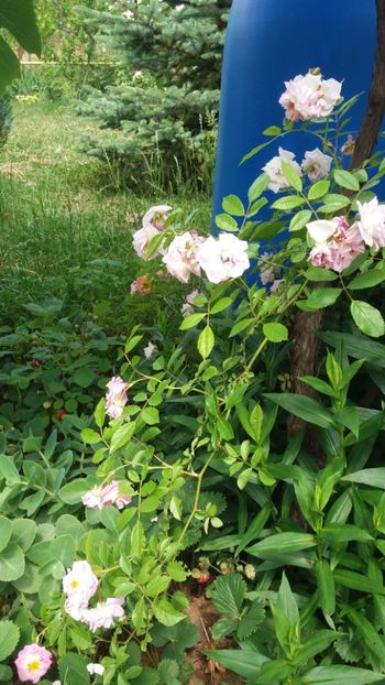 anul 2018 839 - Gradina 2018