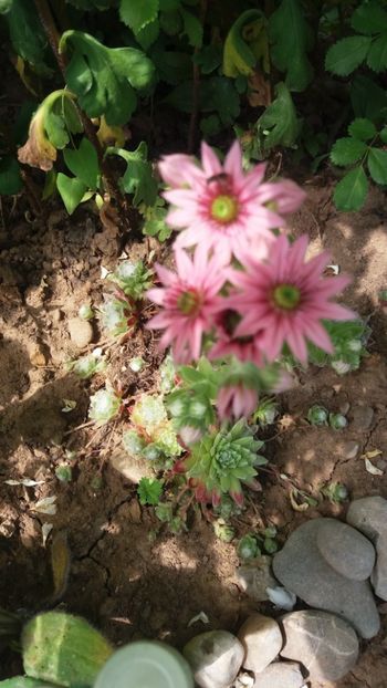 anul 2018 841 - Gradina 2018