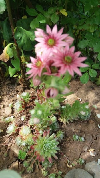 anul 2018 842 - Gradina 2018