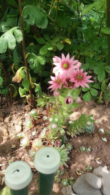 anul 2018 843 - Gradina 2018