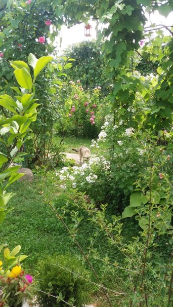 anul 2018 844 - Gradina 2018