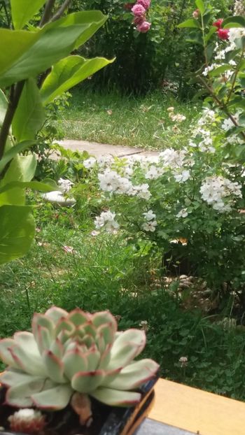 anul 2018 846 - Gradina 2018