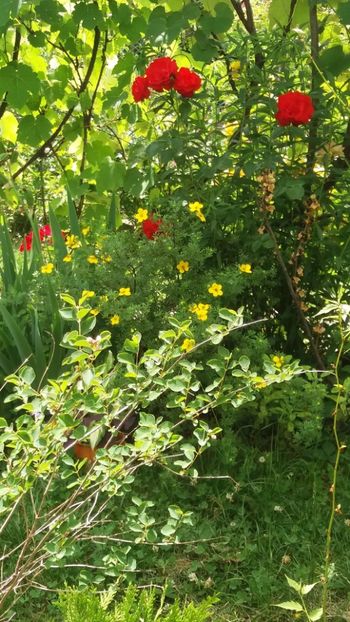 anul 2018 848 - Gradina 2018