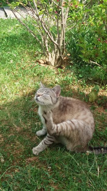 anul 2018 849 - Gradina 2018