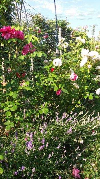 iunie 2018 129 - Gradina 2018