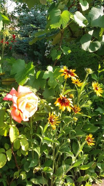 iunie 2018 131 - Gradina 2018