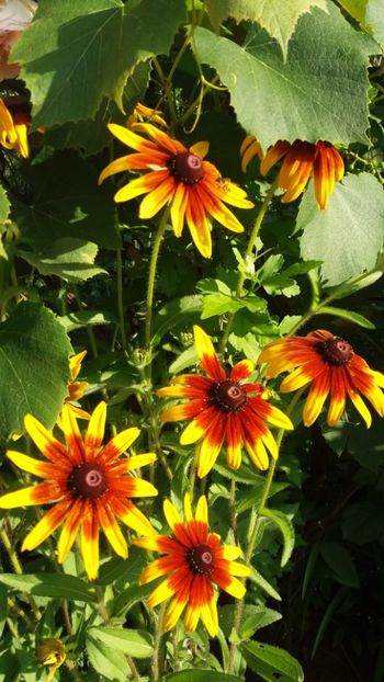 iunie 2018 132 - Gradina 2018