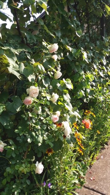 iunie 2018 134 - Gradina 2018