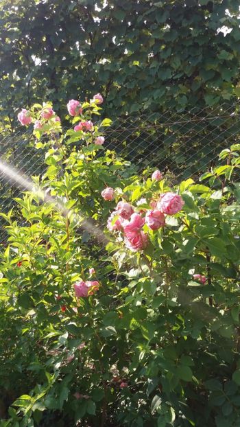 iunie 2018 135 - Gradina 2018