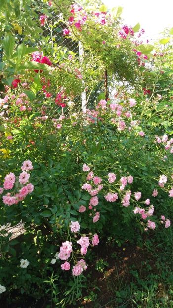 iunie 2018 136 - Gradina 2018