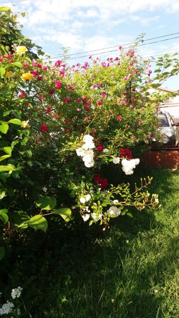 iunie 2018 138 - Gradina 2018