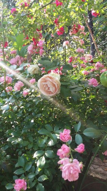 iunie 2018 139 - Gradina 2018