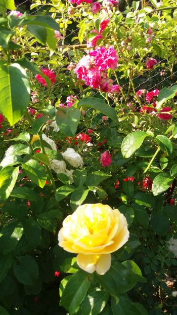 iunie 2018 141 - Gradina 2018