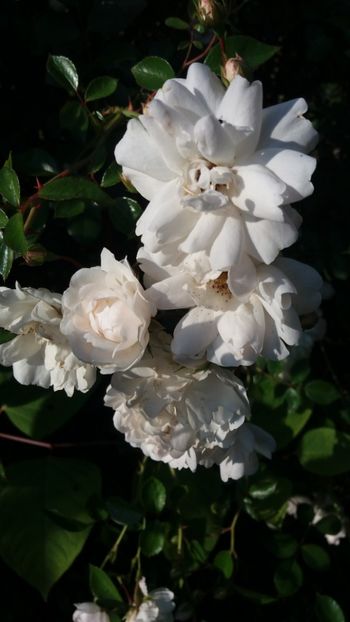 iunie 2018 142 - Gradina 2018