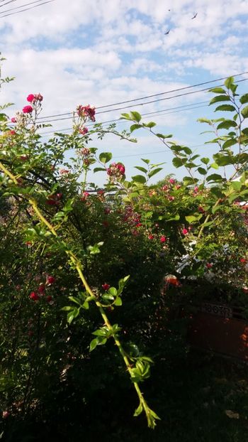 iunie 2018 143 - Gradina 2018