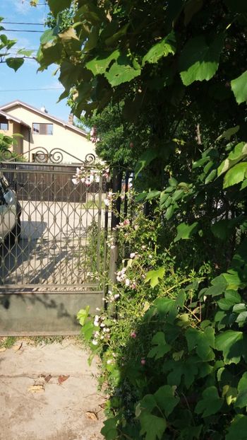 iunie 2018 144 - Gradina 2018