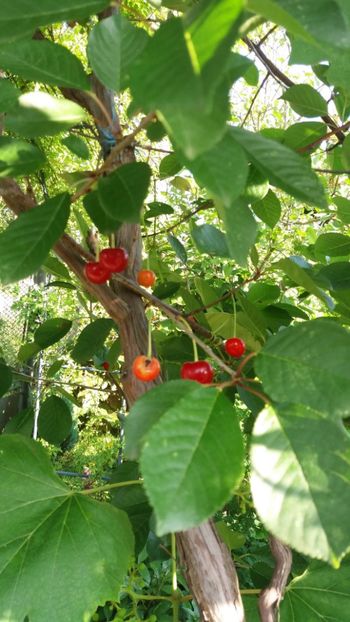 iunie 2018 145 - Gradina 2018