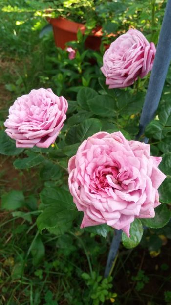 iunie 2018 146 - Gradina 2018