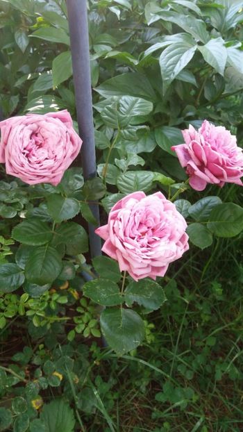 iunie 2018 147 - Gradina 2018