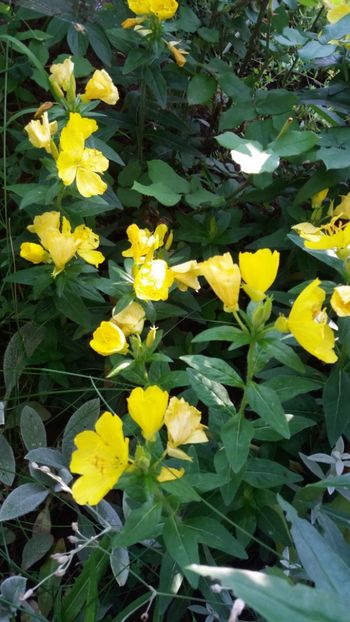 iunie 2018 148 - Gradina 2018