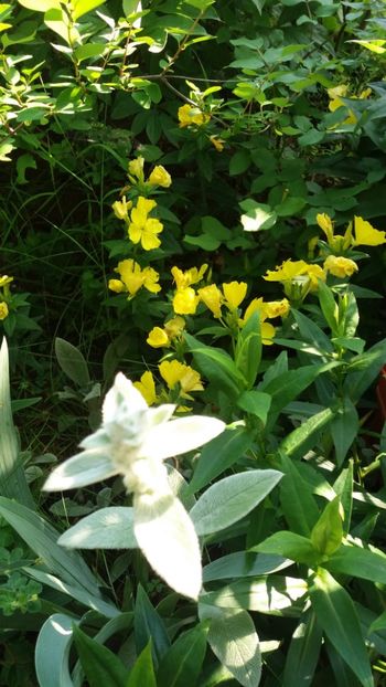 iunie 2018 149 - Gradina 2018