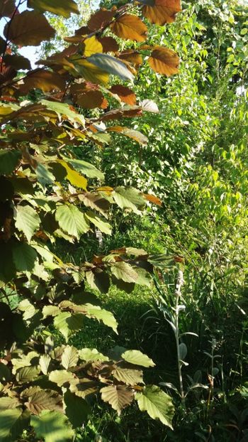 iunie 2018 150 - Gradina 2018