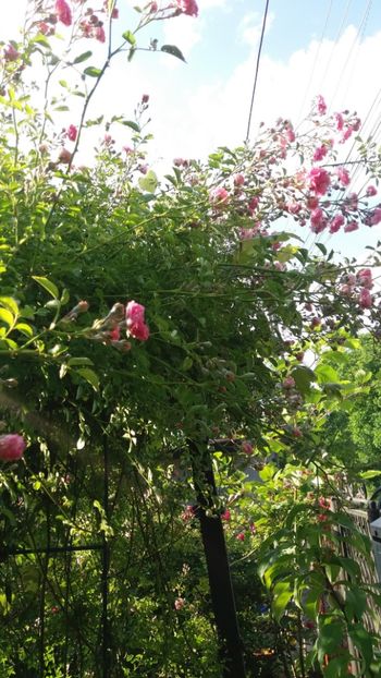 iunie 2018 151 - Gradina 2018