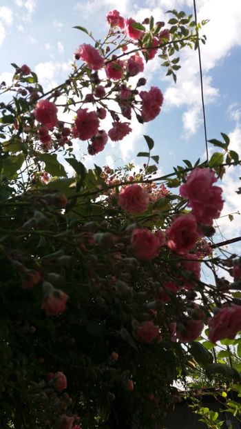 iunie 2018 152 - Gradina 2018