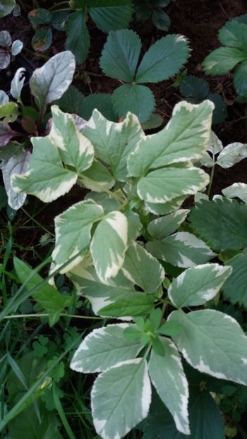 iunie 2018 153 - Gradina 2018