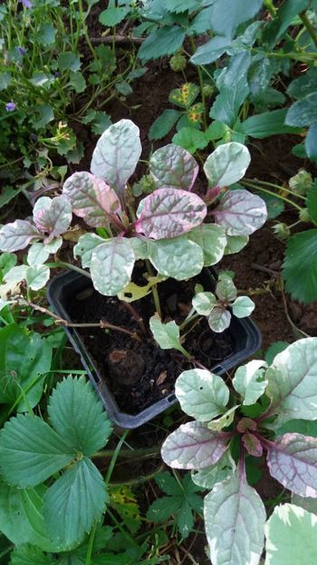 iunie 2018 154 - Gradina 2018