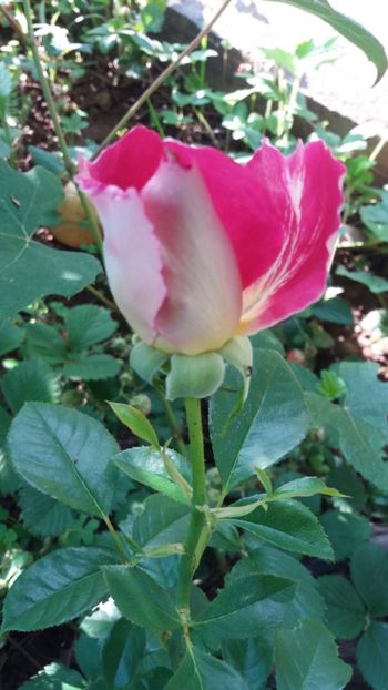 iunie 2018 155 - Gradina 2018