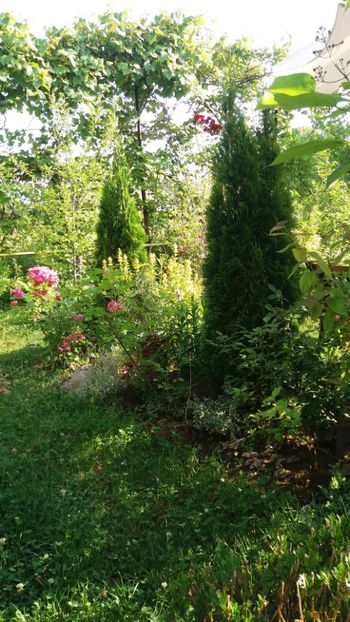 iunie 2018 157 - Gradina 2018