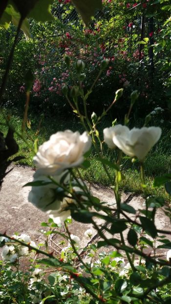 iunie 2018 159 - Gradina 2018